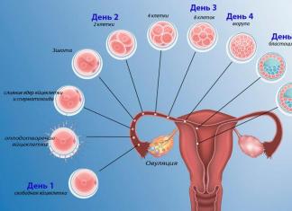 Как узнать, произошло ли зачатие после овуляции — первые признаки беременности 5 день после оплодотворения